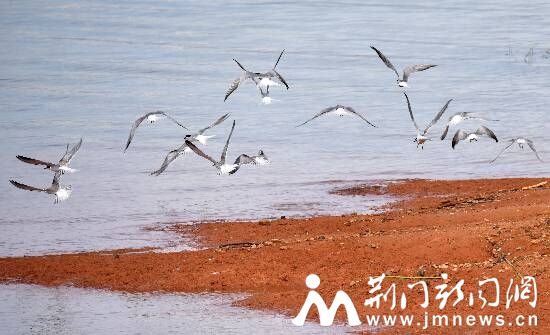 漳河岛上飞翔的燕鸥 DSC_1606_副本