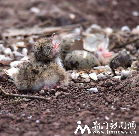 出壳的小鸥鸟 DSC_6438_副本