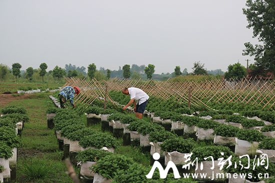 图为谭店菊花生产基地技术员对菊花进行修剪绑扎工作