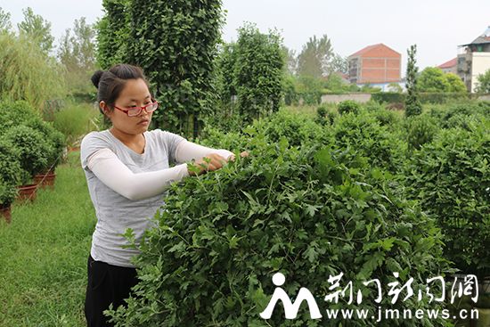 图为市园林科研所技术员对菊花进行修剪绑扎工作