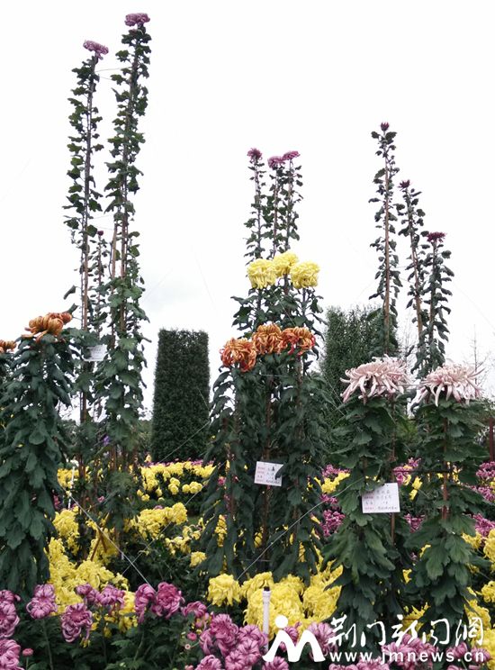 高放菊_副本