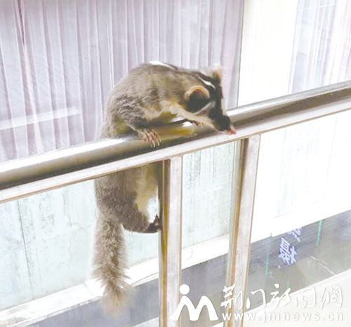 宾馆内的鼬獾_副本