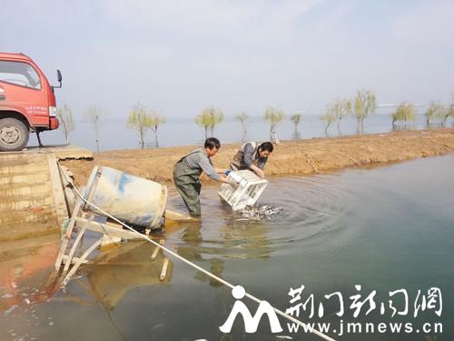鱼苗