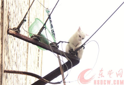 网兜放条鱼 绑在竹竿上 智救被困电线架上的小猫