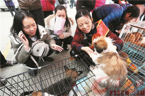第二届黄石小动物领养日暨文明养犬活动举行 20多只狗宝宝被爱心市民领养