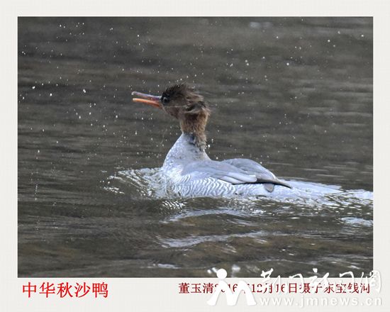 中华秋沙鸭_DSC6521_副本