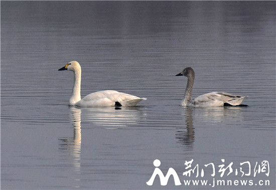 借粮湖天鹅_DSC9829_副本