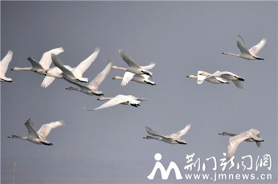 借粮湖天鹅_DSC0149_副本