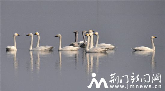 借粮湖天鹅_DSC0137_副本