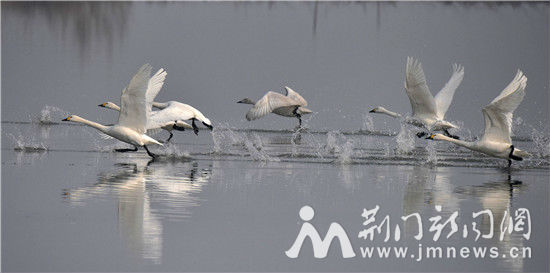 借粮湖天鹅_DSC0145_副本