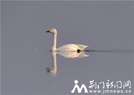 借粮湖天鹅_DSC9834_副本