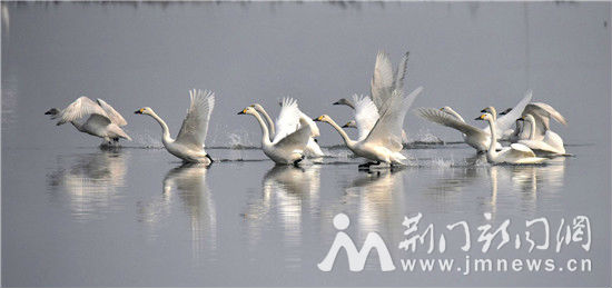 借粮湖天鹅1_DSC0144_副本