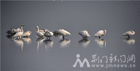 借粮湖天鹅_DSC9822_副本
