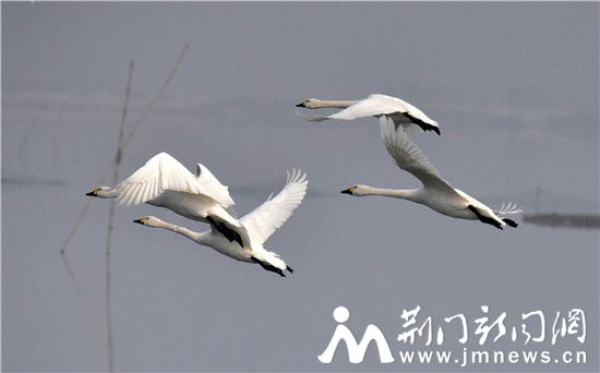 借粮湖天鹅1_DSC0146_副本