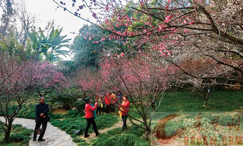 梅花进入盛花期花香沁人心脾 梅花进入盛花期花香沁人心脾