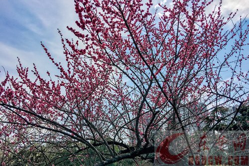 梅花进入盛花期花香沁人心脾 梅花进入盛花期花香沁人心脾