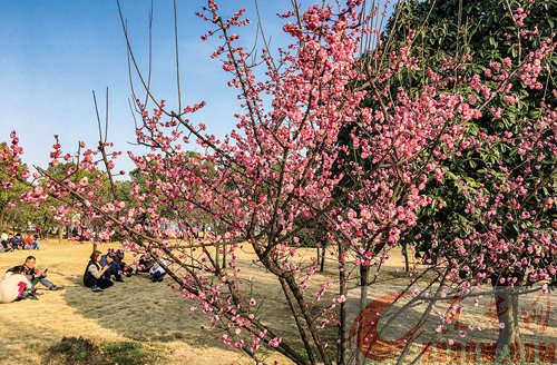 梅花进入盛花期花香沁人心脾 梅花进入盛花期花香沁人心脾