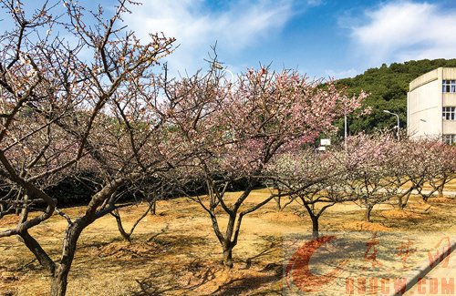 梅花进入盛花期花香沁人心脾 梅花进入盛花期花香沁人心脾