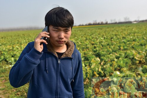 （今日关注）大学生回乡创业接连受挫，去年种红甘蔗遭水淹，今年大白菜丰收愁销路
