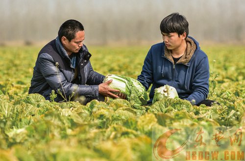 （今日关注）大学生回乡创业接连受挫，去年种红甘蔗遭水淹，今年大白菜丰收愁销路