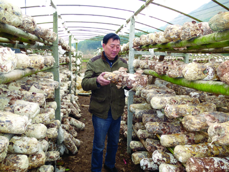 香菇大量上市