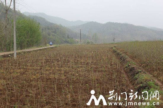 银杏采叶圃基地_副本