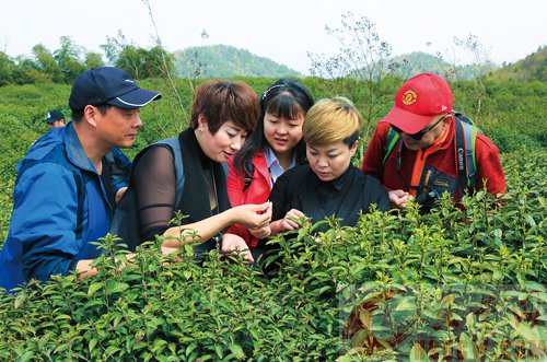 茶场绽新绿