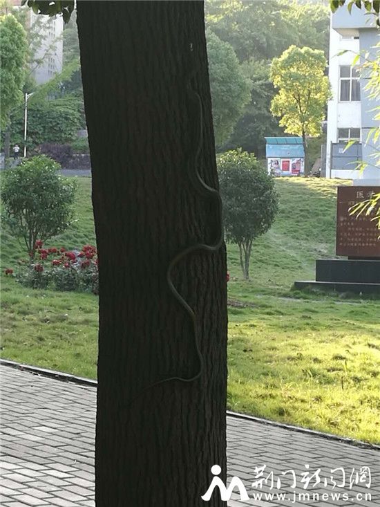 蛇11