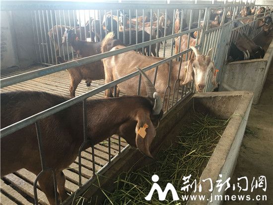 羊舍44