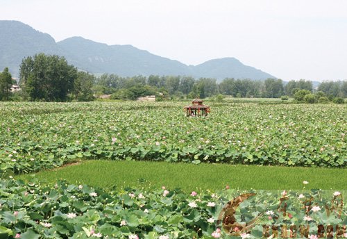 看美景 品美食 游古村落 保安湖畔，东楚晚报“赏荷团”玩嗨了