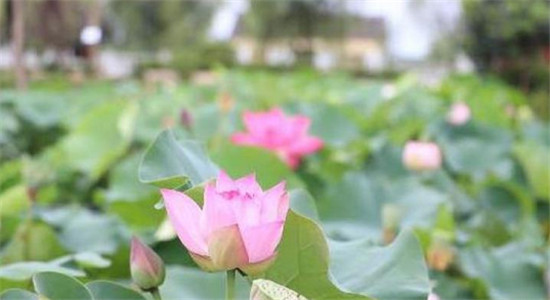 QQ截图20170719103110