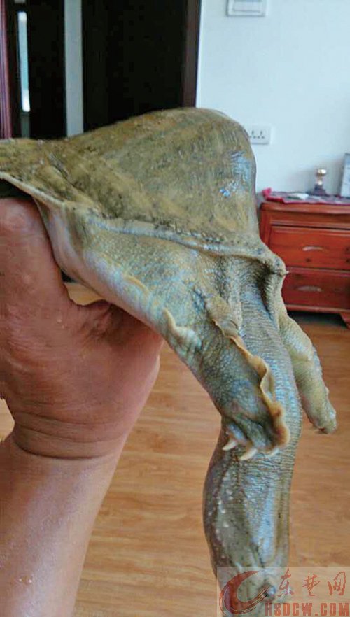 大冶一男子捕获“怪鳖” 甲鱼背拱起像钢盔 大冶一男子捕获“怪鳖” 甲鱼背拱起像钢盔