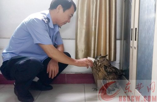 猫头鹰倒在路边获救助 猫头鹰倒在路边获救助